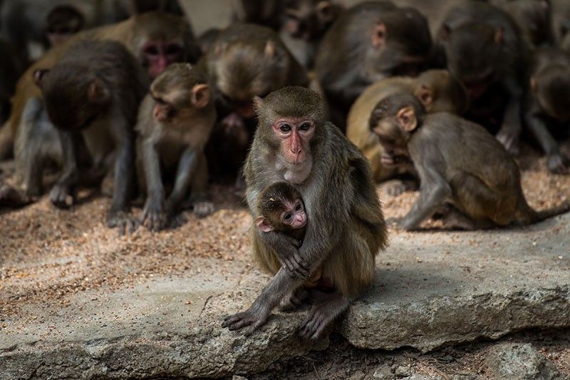Monkeys develop virus immunity after infection, vaccine: studies
