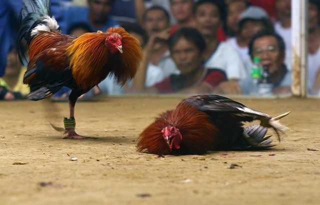 15 persons nabbed for cockfighting