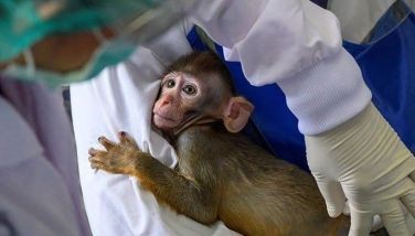 Not enough time in universe for monkeys to pen Shakespeare: study