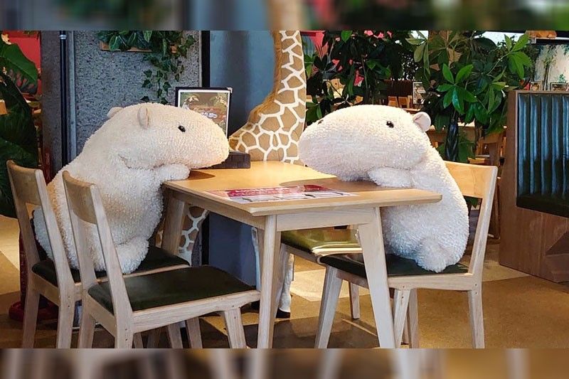 New design trend: Eating out with capybaras, pandas & pods