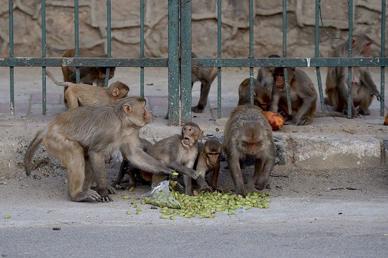 Monkeys snatch COVID-19 samples in India