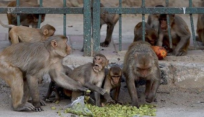 Monkeys snatch COVID-19 samples in India