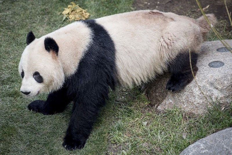 Sick of lockdown: Panda escapes confinement in Denmark zoo