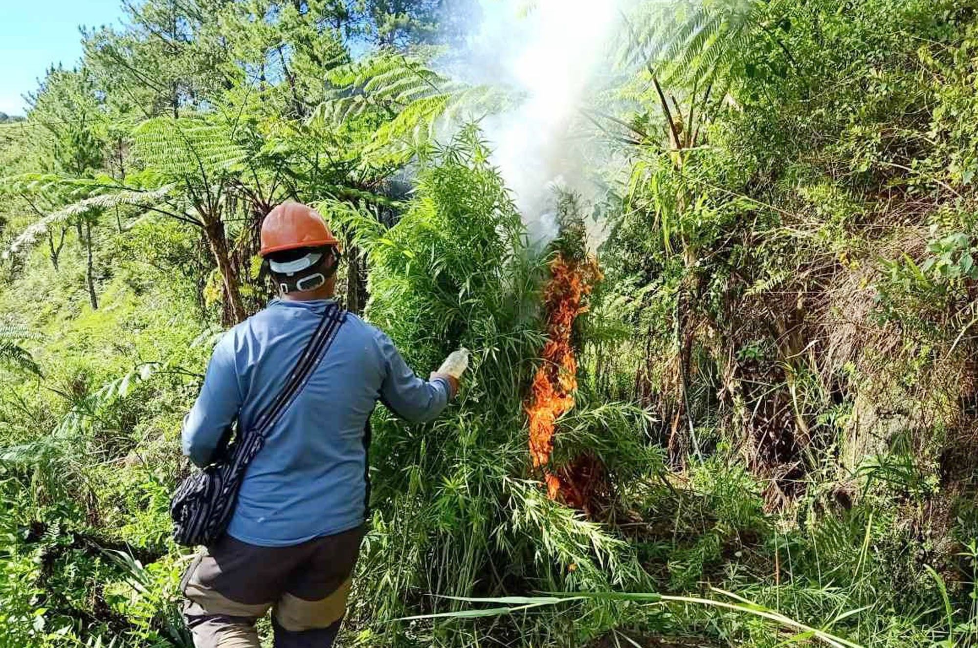 Cordillera police burn P1.6M in marijuana in series of plantation raids