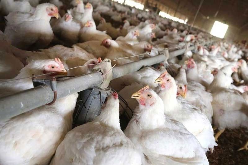 Poultry imports down in May