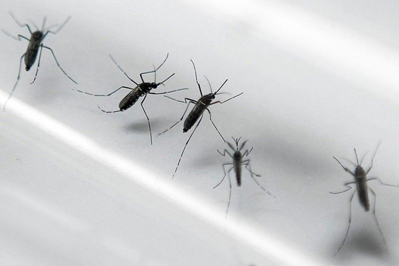 Tinamaan ng dengue sa North Cotabato, 415 na