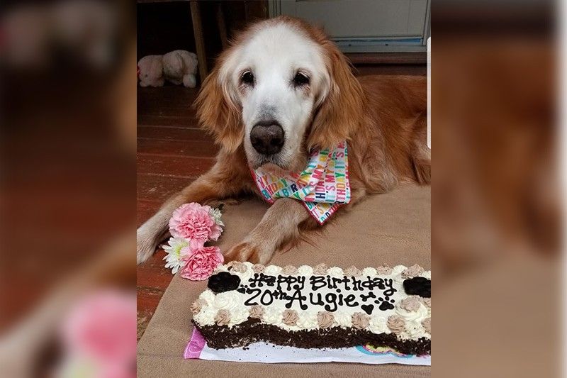 World'S Oldest Golden Retriever Defies Science For Living 140 Dog Years |  Philstar.Com