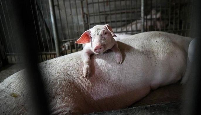 DA on new swine flu strain: Report pig deaths