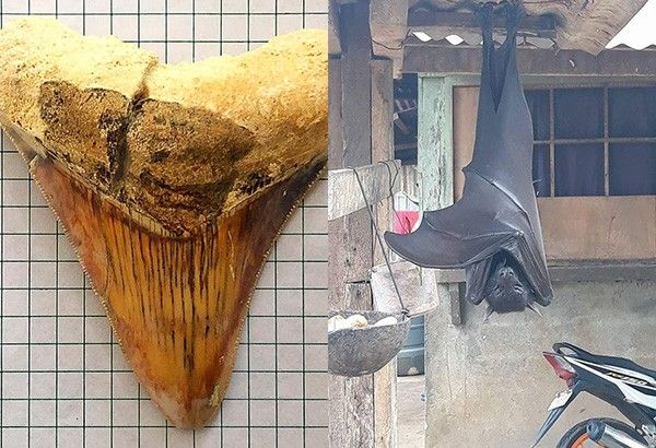 Some of world's biggest bats, shark teeth found in Philippines go viral