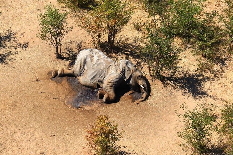 Natural toxins likely killed hundreds of elephants in Botswana
