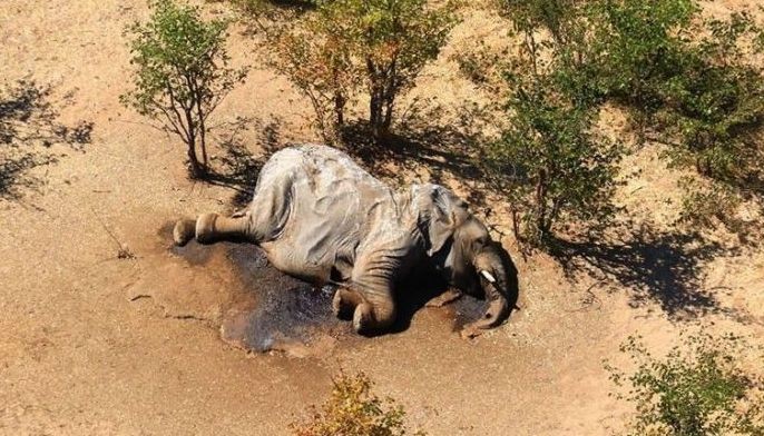 Hundreds of elephants mysteriously die in Botswana