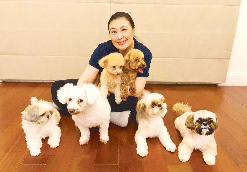 Sharon Cuneta on X: This is my only male dog in the condo, Arie
