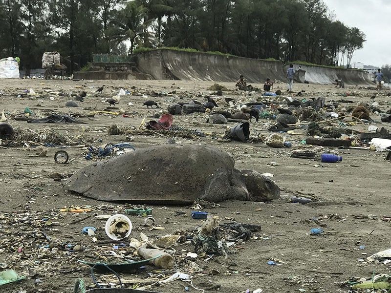 160 turtles caught in plastic waste rescued from Bangladesh beach