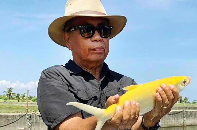 BFAR gets third golden bangus