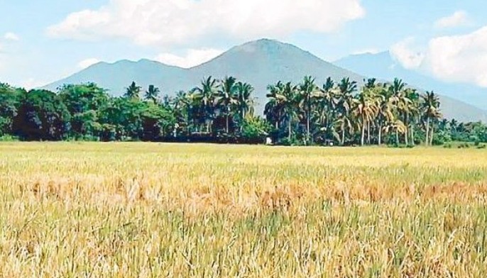 Oliva