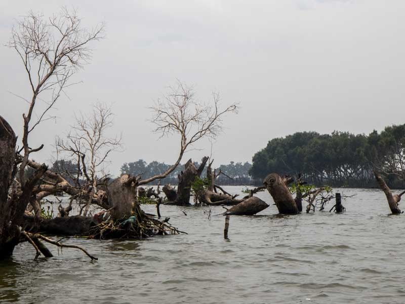 It will take decades to replace mangroves cut down or built over, groups warn