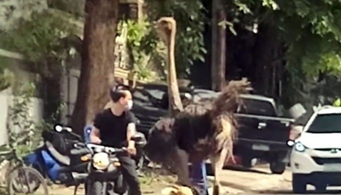 2 ostrich, nakitang pagala-gala sa Quezon City subdivision