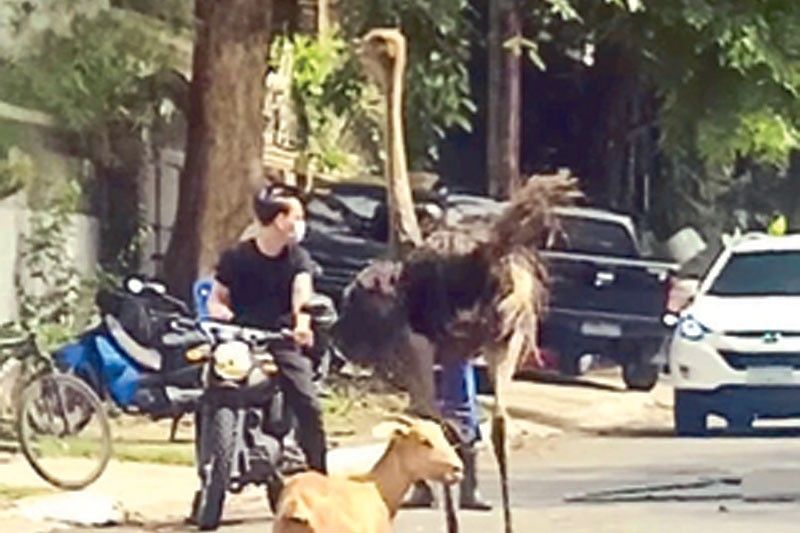 2 ostriches run loose in Quezon City subdivision