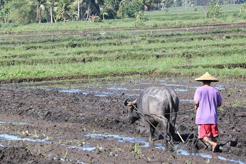 Farm sector grows 0.5%; 2020 target revised downward