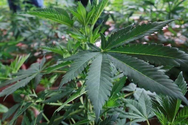 P4 million marijuana plants seized in Toledo City