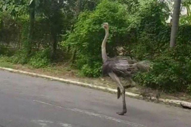 DENR urged to revoke permits of 'unfit' carers after ostrich escapade