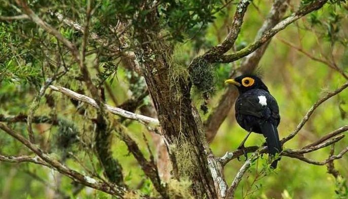 Force firms to reveal their impact on nature: major businesses