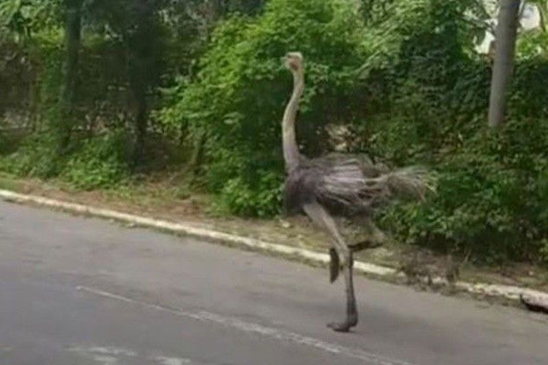 Ostrich in Quezon City dies of stress â�� DENR