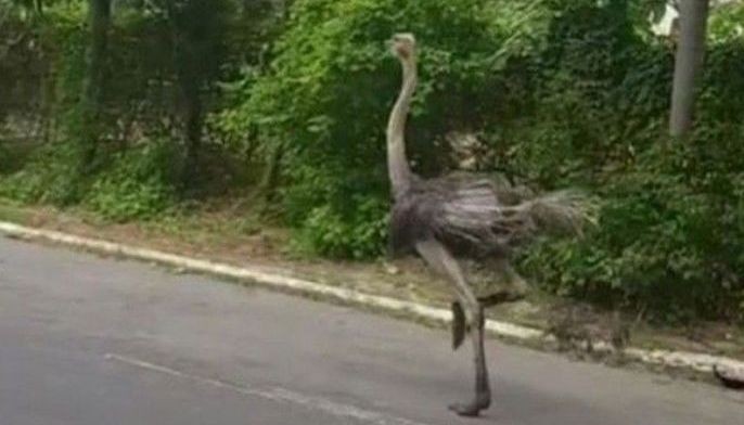 Ostrich in Quezon City dies of stress &ndash; DENR