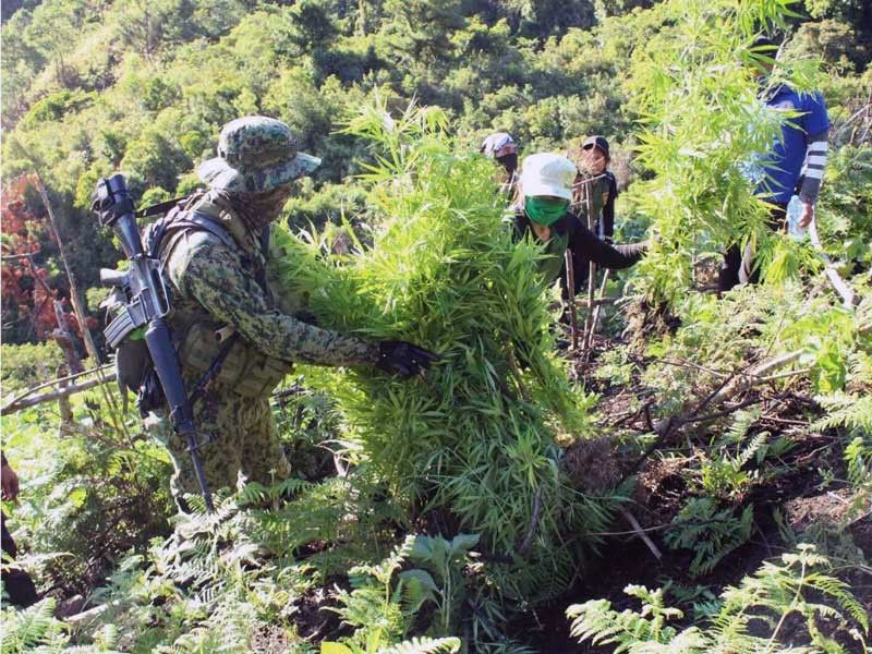 PDEA: Raided plantations disprove marijuana grows naturally in Cordillera