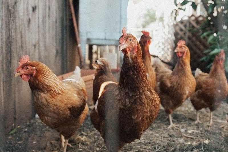 DA bans chicken imports from Brazil
