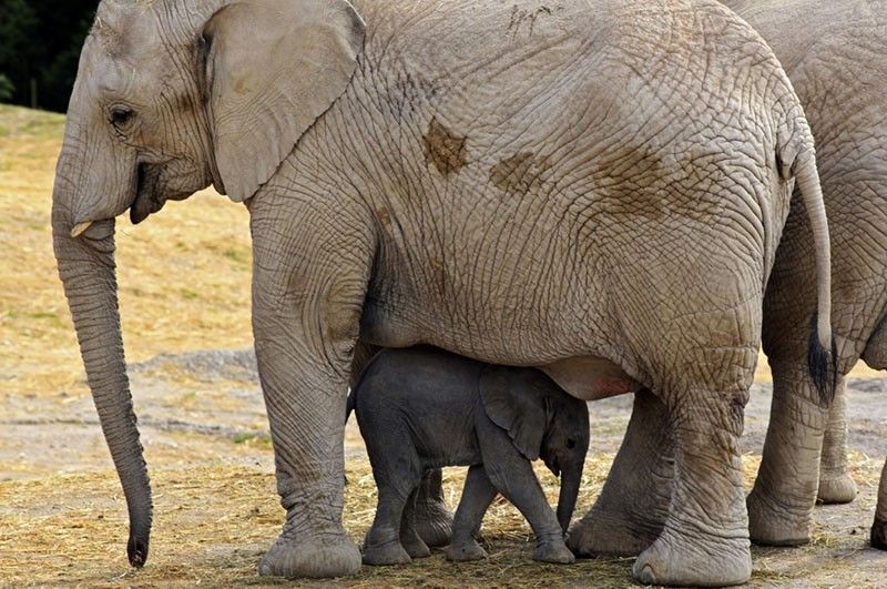 Zoo live-streams birth of elephant named 'Zoom' in Mexico