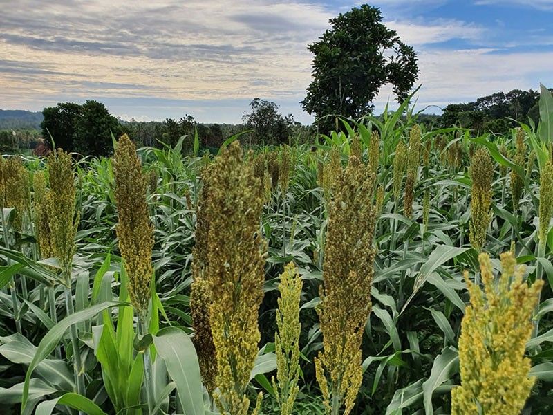 Basilan gov't introduces 'unusual' sorghum farming in province