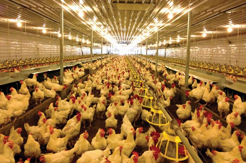 DTI asks DA to lift ban on poultry imports