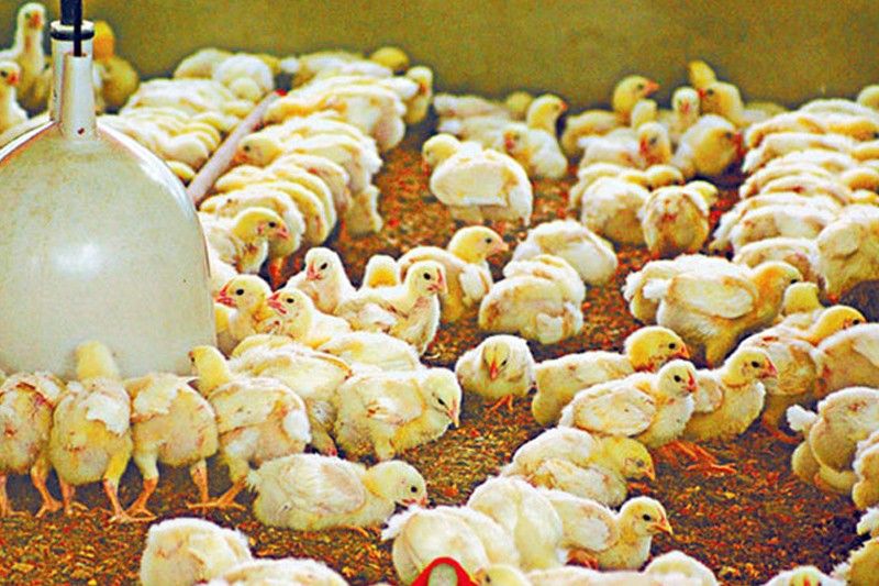 Ban on Brazil poultry imports stays