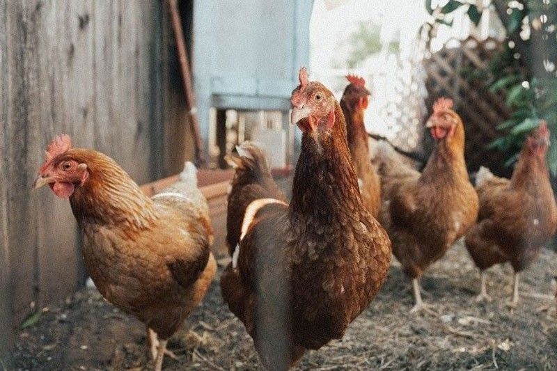 Bawal pa rin ang pag-import ng manok mula Brazil - DA