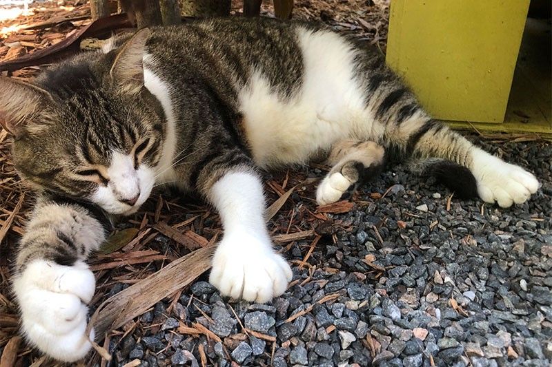 Mutant cats still a draw at Hemingway's virus-hit Florida home