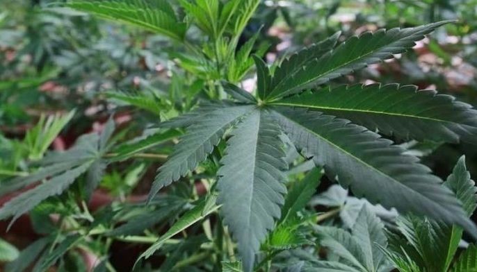 P5 milyong marijuana winasak sa Lanao del Sur