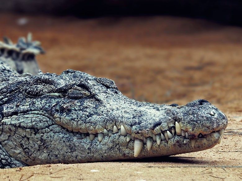 Village holds crocodile hostage in India