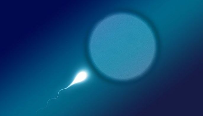 Scientists find world's oldest sperm in Myanmar amber