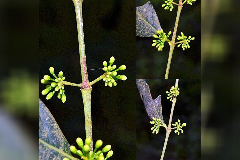 New plant species discovered in Pampanga