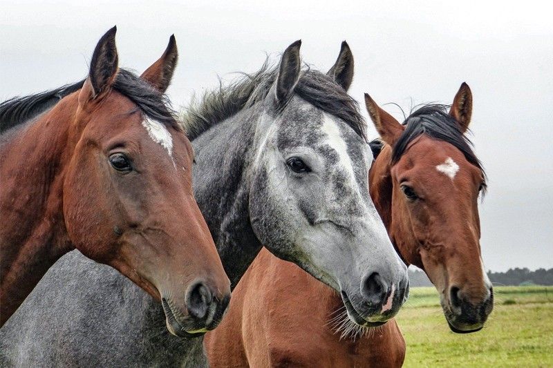 Philippines temporarily bans Malaysia horse imports