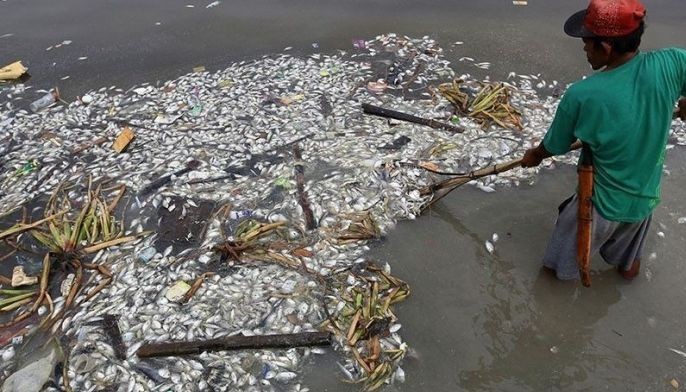 BFAR: Seawater upwelling choked Manila Bay fish