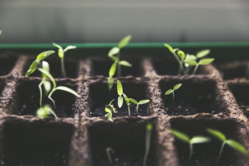 'Plant ito na lang': Filipinos urged to grow vegetables instead of buying wild plants