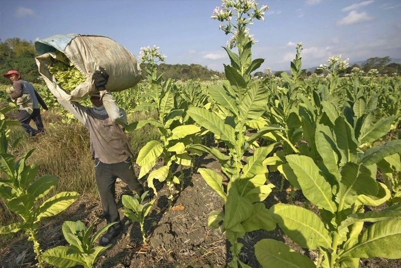 Government wants manufacturers to raise tobacco purchases