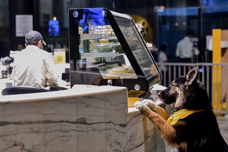In changing Saudi Arabia, first dog cafe delights pet lovers