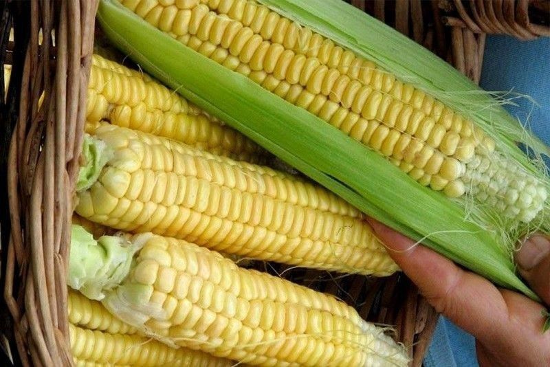 SMC buys corn from farmers
