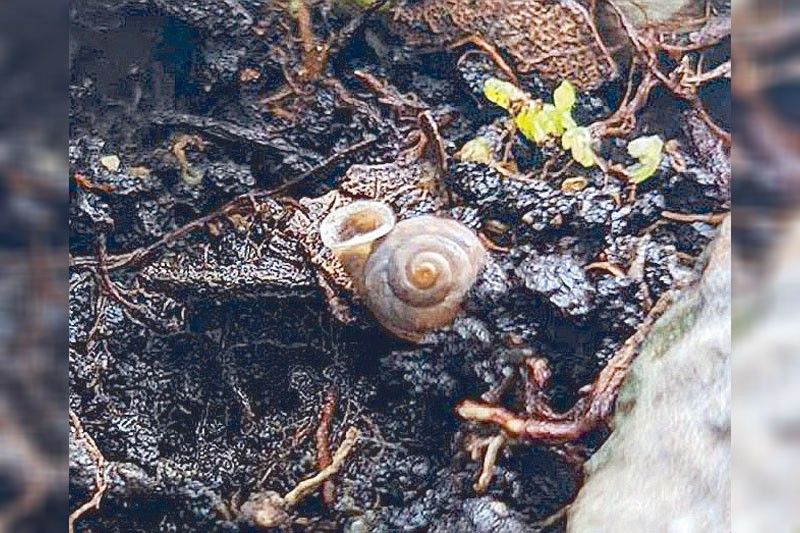 New microsnail subspecies discovered in Masungi Georeserve