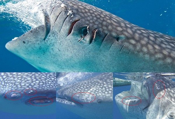 95% of endangered Oslob, Cebu whale sharks injured due to tourism â�� study