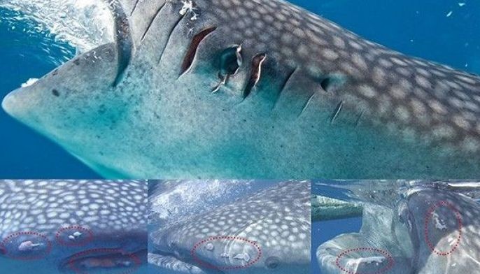 95% of endangered Oslob, Cebu whale sharks injured due to tourism — study