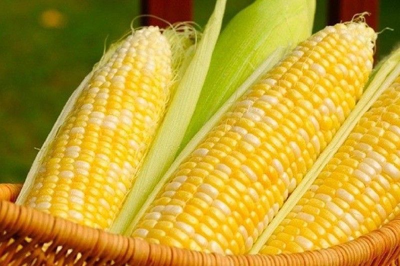 Farmers seek probe on smuggled corn